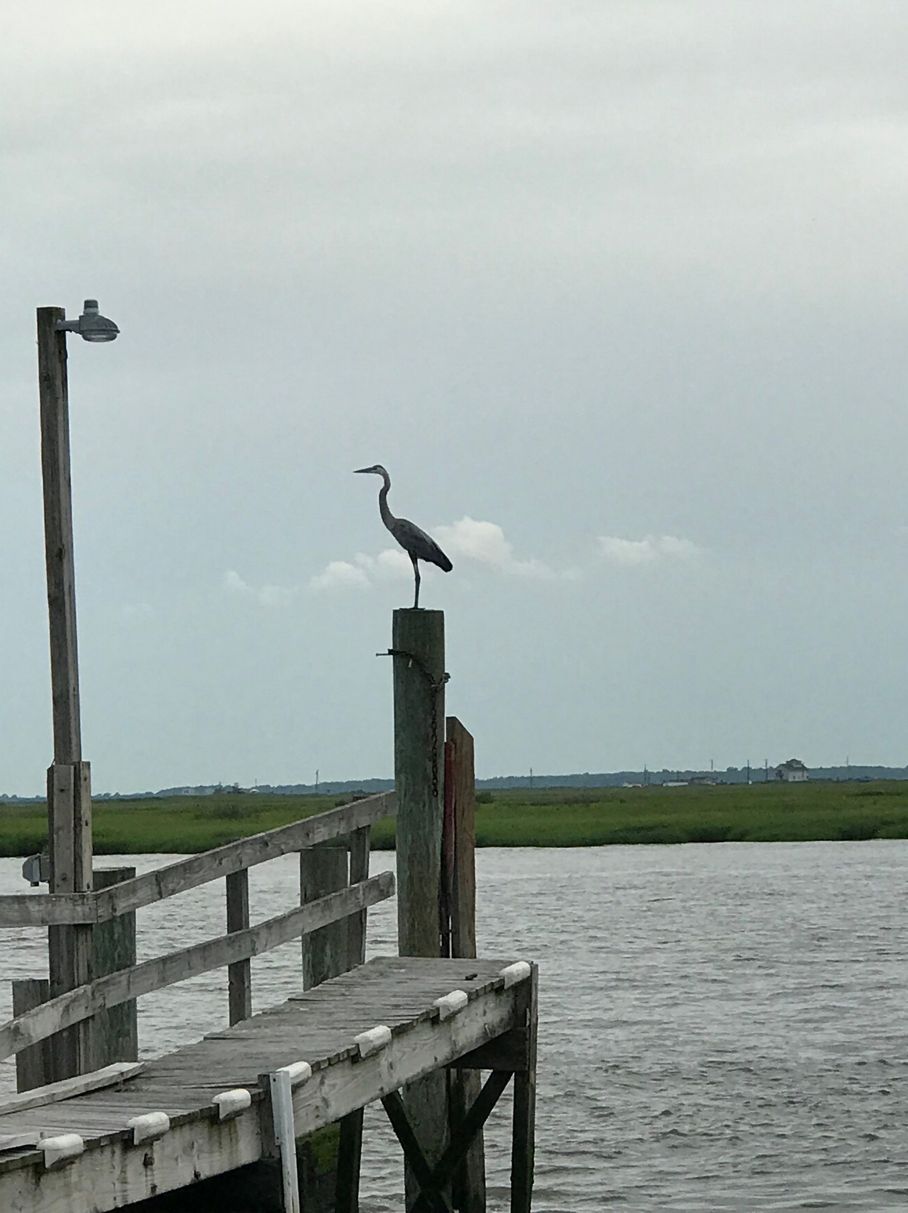 blue heron at boat ramp